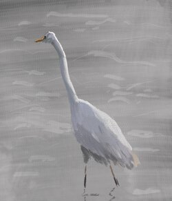 Great white egret